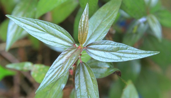 Is it good to drink a lot of maggot leaves?  Why should pregnant women be careful when using this medicinal plant - 1