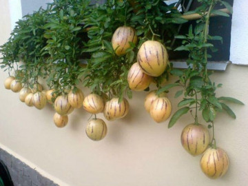 5 thực phẩm giúp kéo dài tuổi thọ