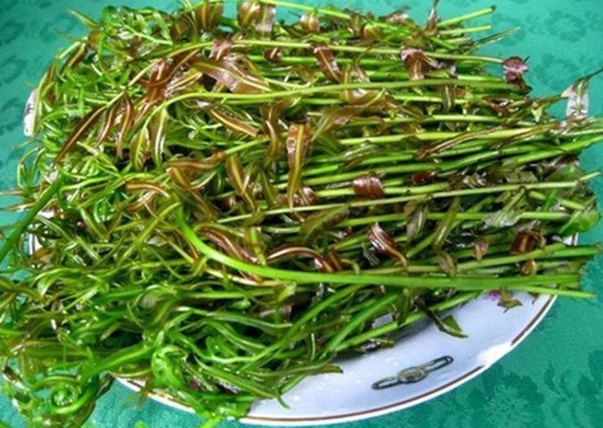 4 types of wild vegetables that used to be full of no one picked, now become a famous specialty of the West, just eat once and you will never forget - 3