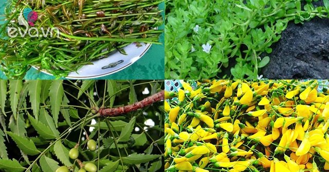 4 kinds of wild vegetables that used to be full of no one picked, now become a famous specialty of the West, just eat once, you will remember forever