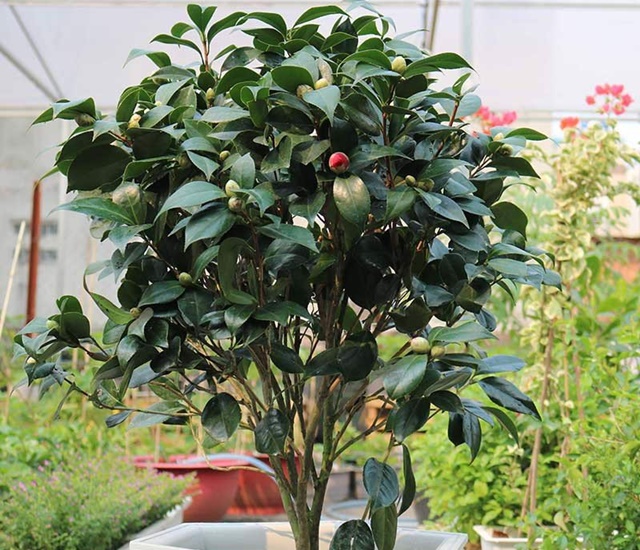 Hình ảnh cây Trà My và nụ