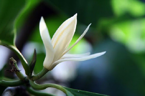 Hoa ngọc lan: Ý nghĩa, đặc điểm và cách trồng - 1