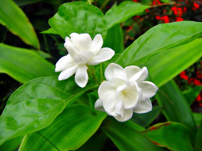 Hoa nhài: Phân loại, ý nghĩa, cách trồng và chăm sóc - 3