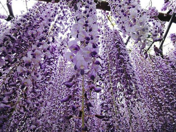 Hình ảnh của hoa tử đằng