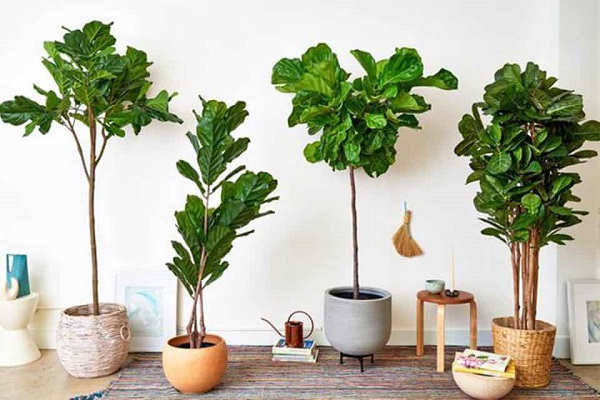 Chăm sóc cây Bàng Singapore đúng cách giúp cây cao lớn và xanh tốt