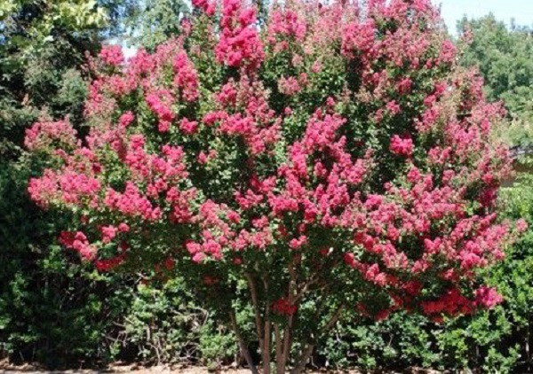 Cây tường vi lâu năm ra hoa vô cùng rực rỡ