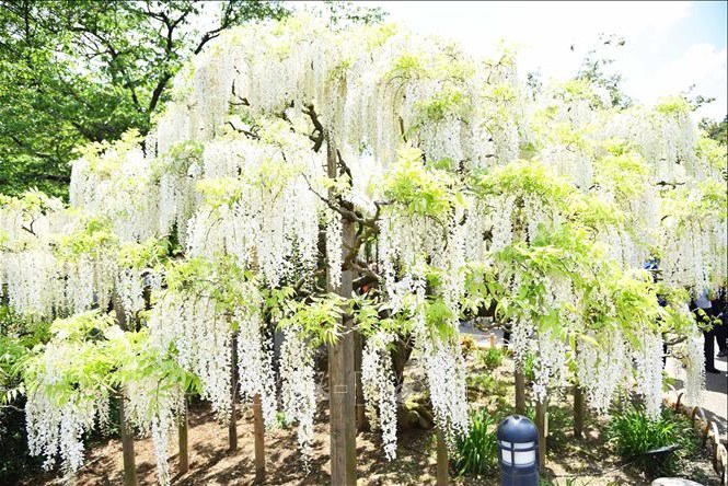 Hoa tử đằng trắng