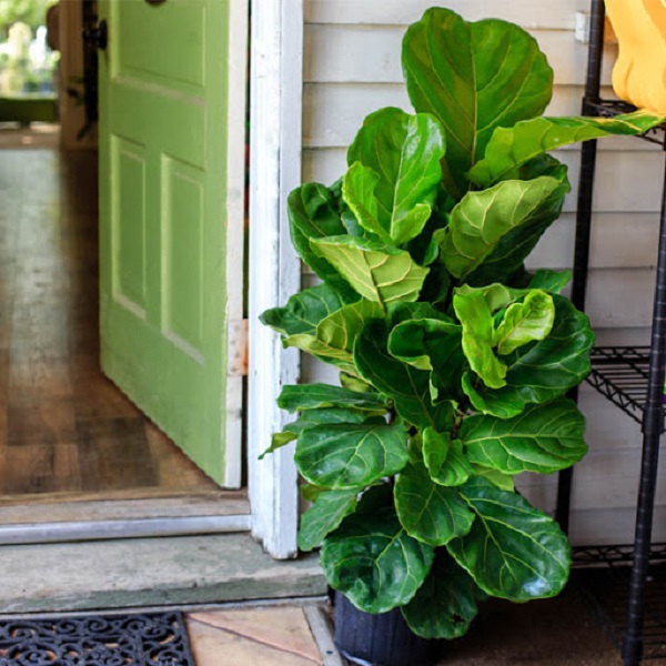 Cây Bàng Singapore hợp với những người mang mệnh Mộc hoặc Hỏa