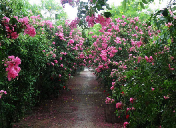 Một con đường hoa tường vi tuyệt đẹp khác