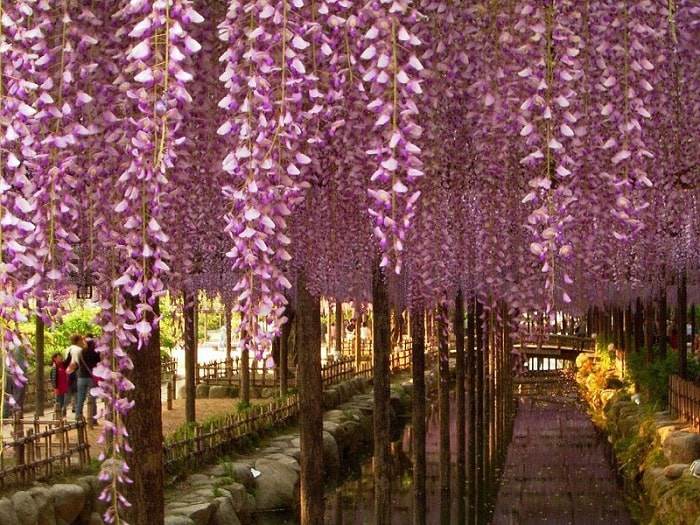 Hoa tử đằng hồng