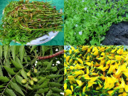 Xem ăn chơi - 4 loại rau dại xưa có đầy không ai hái, giờ thành đặc sản nổi tiếng miền Tây, chỉ cần ăn một lần sẽ nhớ mãi không quên