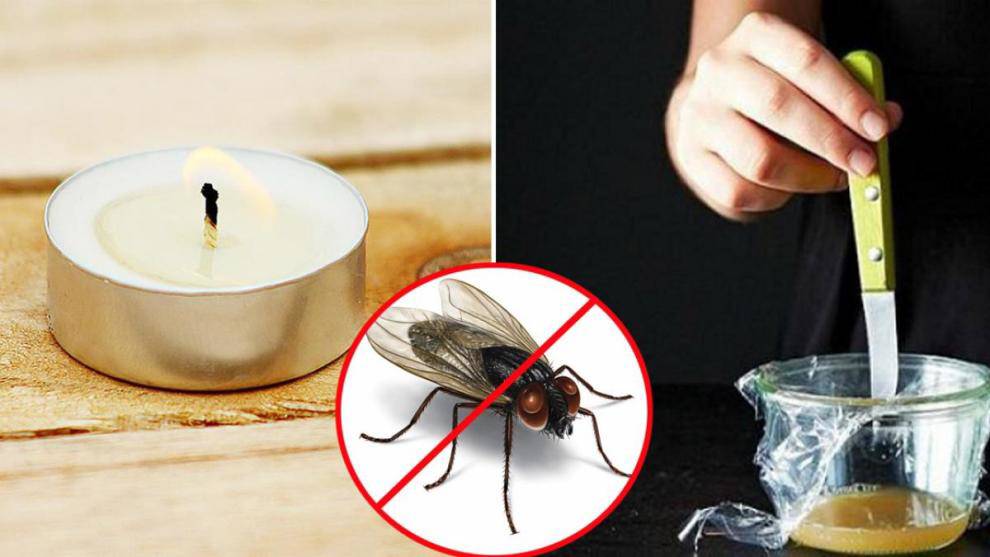 7 poisonous moves that make flies and mosquitoes 