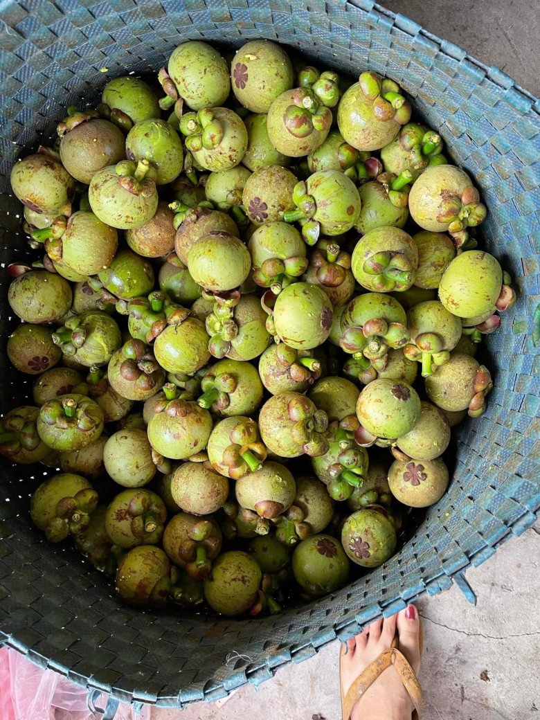 Quả măng cụt xanh có giá đắt đỏ, nhiều người tìm mua - 1
