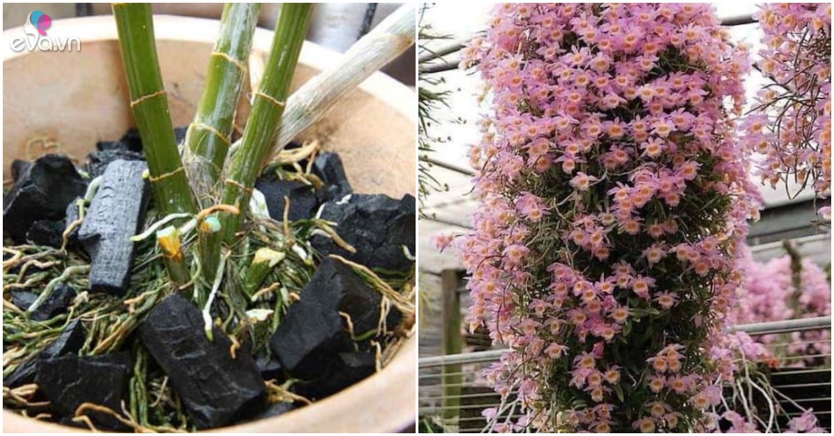 When raising orchids, don’t be too “indulgent”, let it suffer like this, the flowers will be more fragrant