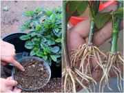 Nhà đẹp - 5 trường hợp bón phân gây hại cho hoa