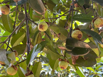 Quả măng cụt xanh có giá đắt đỏ, nhiều người tìm mua