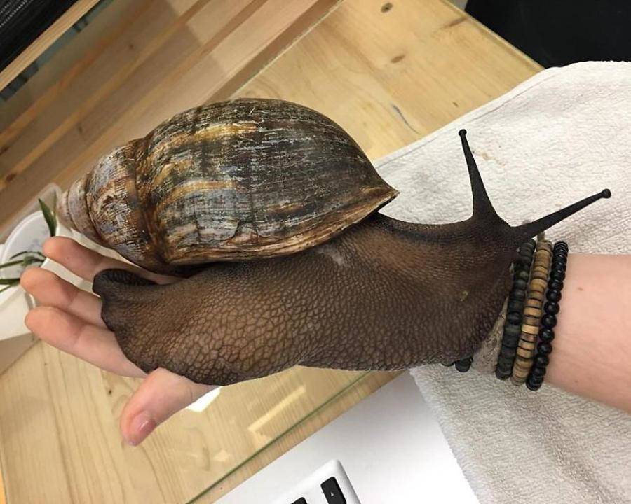 A giant snail that saves African people hunger, everyone is afraid to look at the size - 4