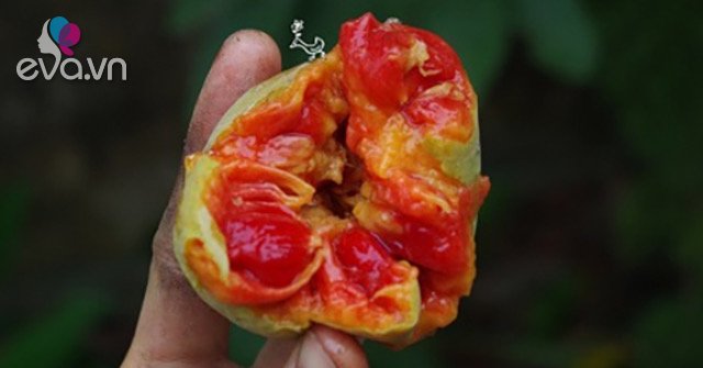 The old country fruit that few people noticed, now women rush to buy it, the price is up to 80,000 VND/kg