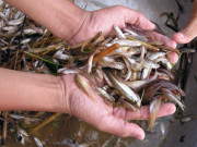 Xem ăn chơi - Loại cá xưa dành cho người nghèo, giờ thành đặc sản nổi tiếng muốn ăn không phải dễ, 400.000 đồng/kg