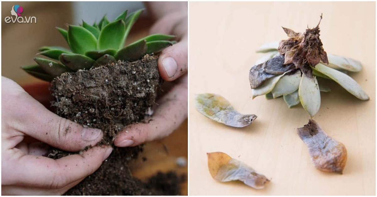 Raising succulents in the summer does these three things well, 10-year-old plants do not die, always plump