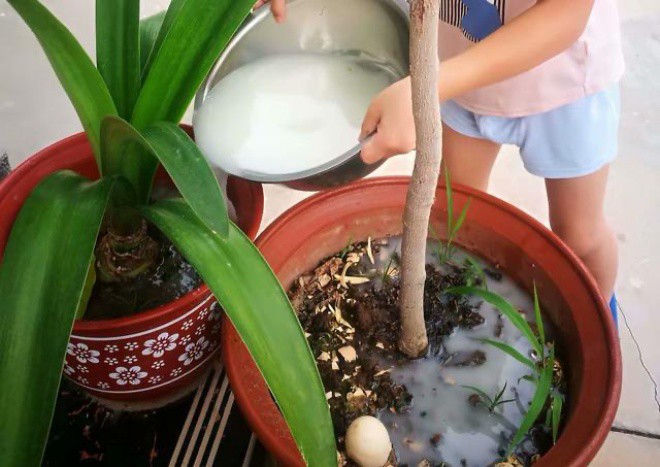 2 small things mixed in a flower pot is 10 times better than humus, porous soil like bread - 3