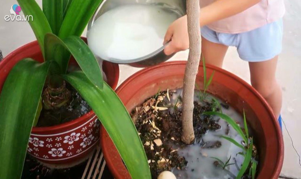 2 small things mixed in a flower pot is 10 times better than humus, porous soil like bread
