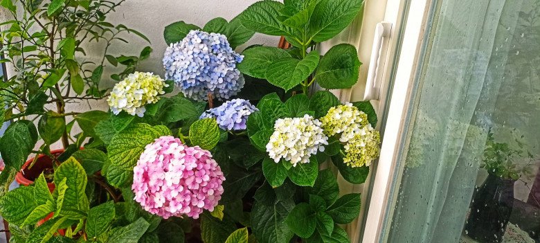 Mother Hanoi uses 1 nail to plant hydrangeas, stretch cotton, as big as 2 hands - 8
