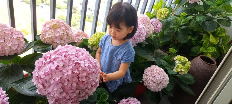 Mother Hanoi uses 1 nail to plant hydrangeas, stretch cotton, as big as 2 hands - 4