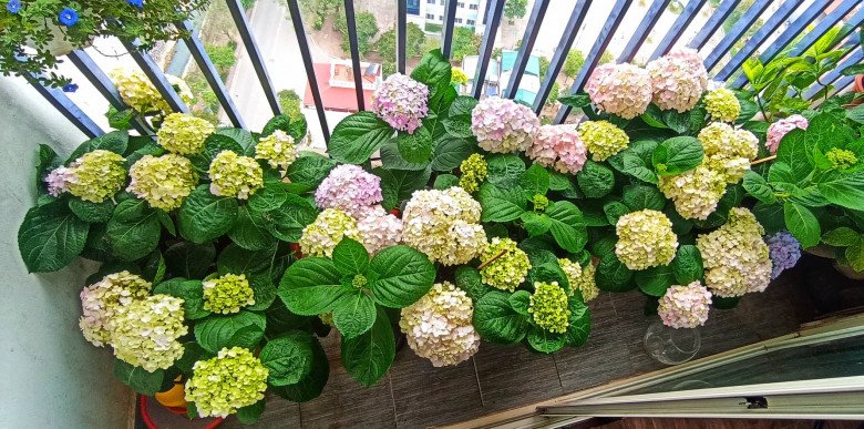 Mother Hanoi uses 1 nail to plant hydrangeas, stretch cotton, the size of 2 hands - 7