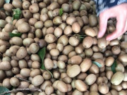 Tiêu dùng - Loại quả xưa có đầy không ai hái, giờ thành đặc sản chị em thành phố ưa chuộng, 60.000đồng/kg