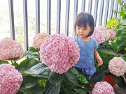 Nhà đẹp - Mẹ đảm Hà Nội dùng 1 chiếc đinh trồng cẩm tú cầu, bông căng, to bằng 2 bàn tay