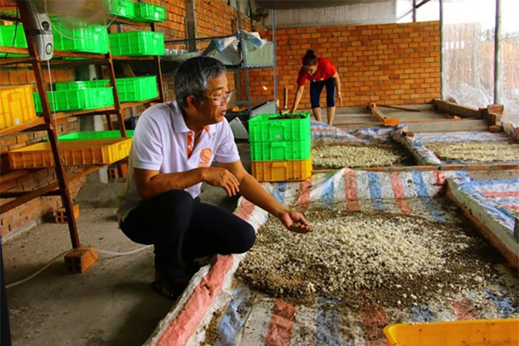 Ông Dương Hữu Thoại ở ấp Đông Huề, xã Tân Khánh Đông, TP. Sa Đéc, Đồng Tháp có trang trại nuôi ruồi lính đen quy mô hơn 600 m2 với 32 chuồng nuôi, mỗi chuồng ông thả khoảng 100.000 con ruồi.