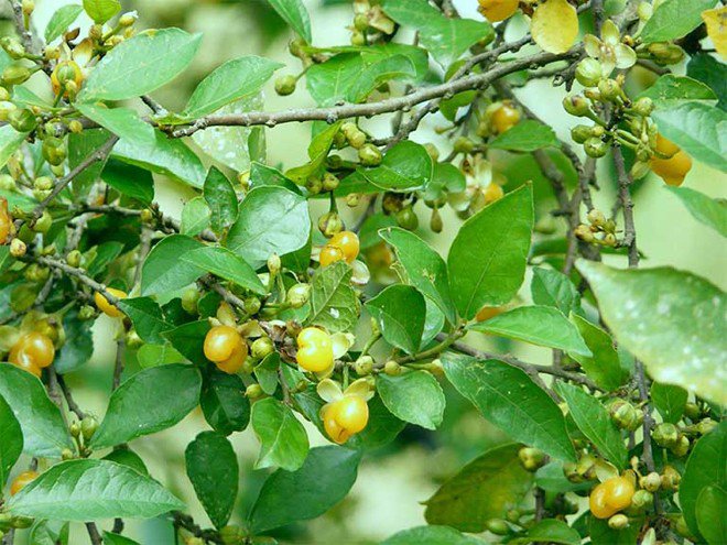 Duối mọc hoang dại ở nhiều đồi núi, phân bộ rộng khắp cả nước.