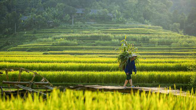 Fall in love with the irresistible beauty of the new rice season in Pu Luong valley - 3