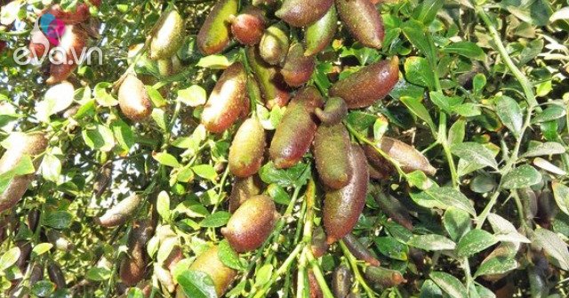 The wild fruit that used to be full of no one picked, is now an extremely expensive and rare specialty, 3.5 million VND/kg