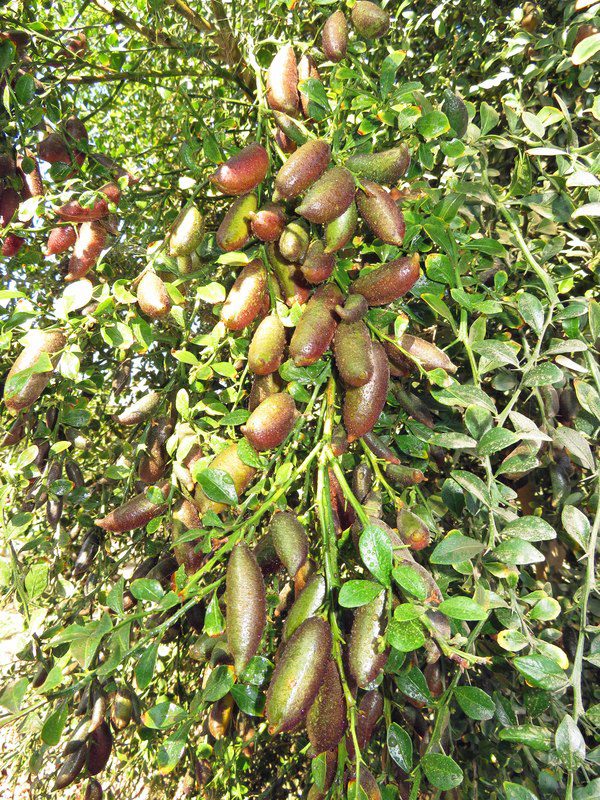 The wild fruit that used to be full of no one picked, now becomes an extremely expensive and rare specialty, 3.5 million VND/kg - 1