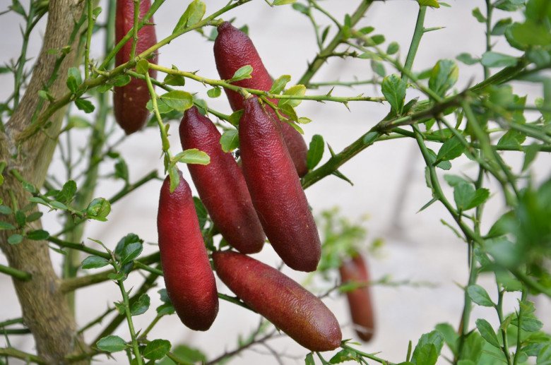 The wild fruit that used to be full of no one picked, now becomes an extremely expensive and rare specialty, 3.5 million VND/kg - 2