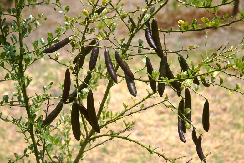 The wild fruit that used to be full of no one picked, now becomes an extremely expensive and rare specialty, 3.5 million VND/kg - 4