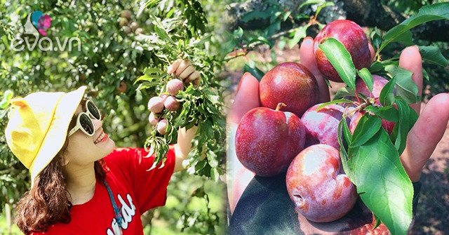 This season, when going to Moc Chau, there are fruits that are in full ripening season, beautiful photos are free