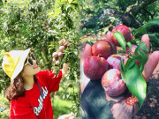 Lifestyle - Mùa này đi Mộc Châu có loại quả đang chín rộ, chụp ảnh đẹp miễn chê