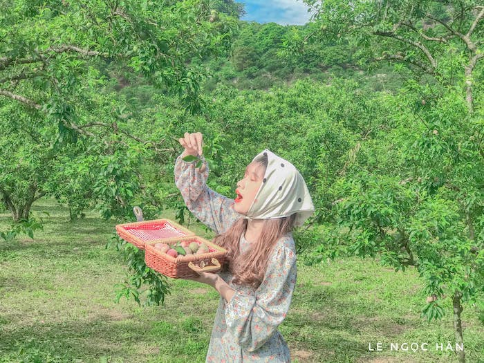 This season, when going to Moc Chau, there are fruits in full ripening season, beautiful photos without criticism - 6