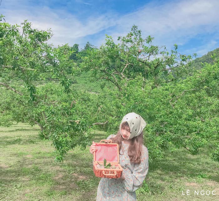 This season, when going to Moc Chau, there are fruits in full ripening season, beautiful photos without criticism - 7