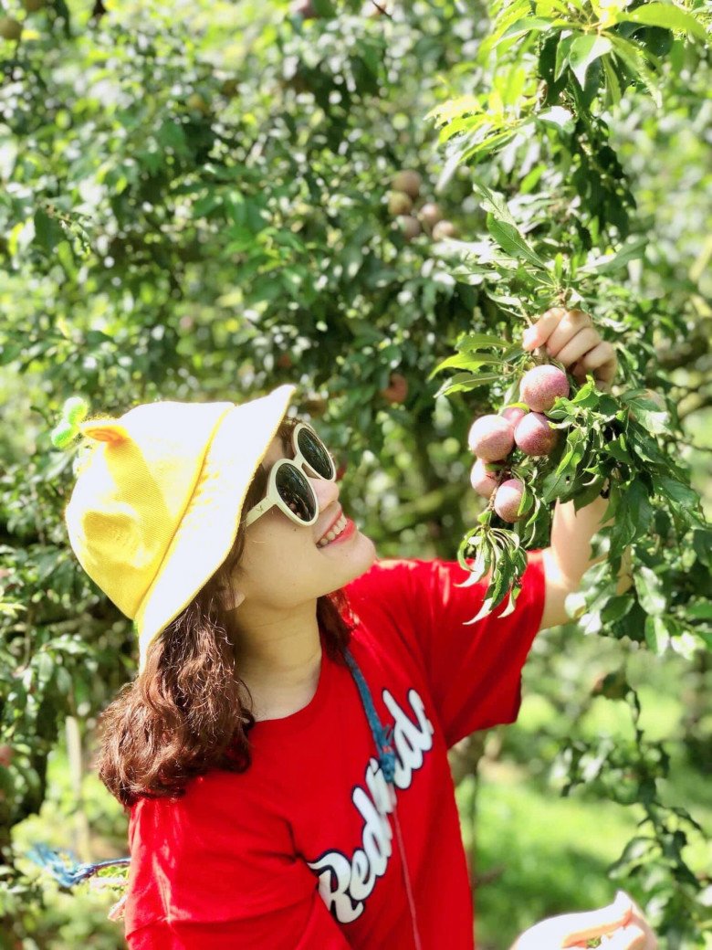 This season, when going to Moc Chau, there are fruits that are in full ripening season, beautiful photos without criticism - 5