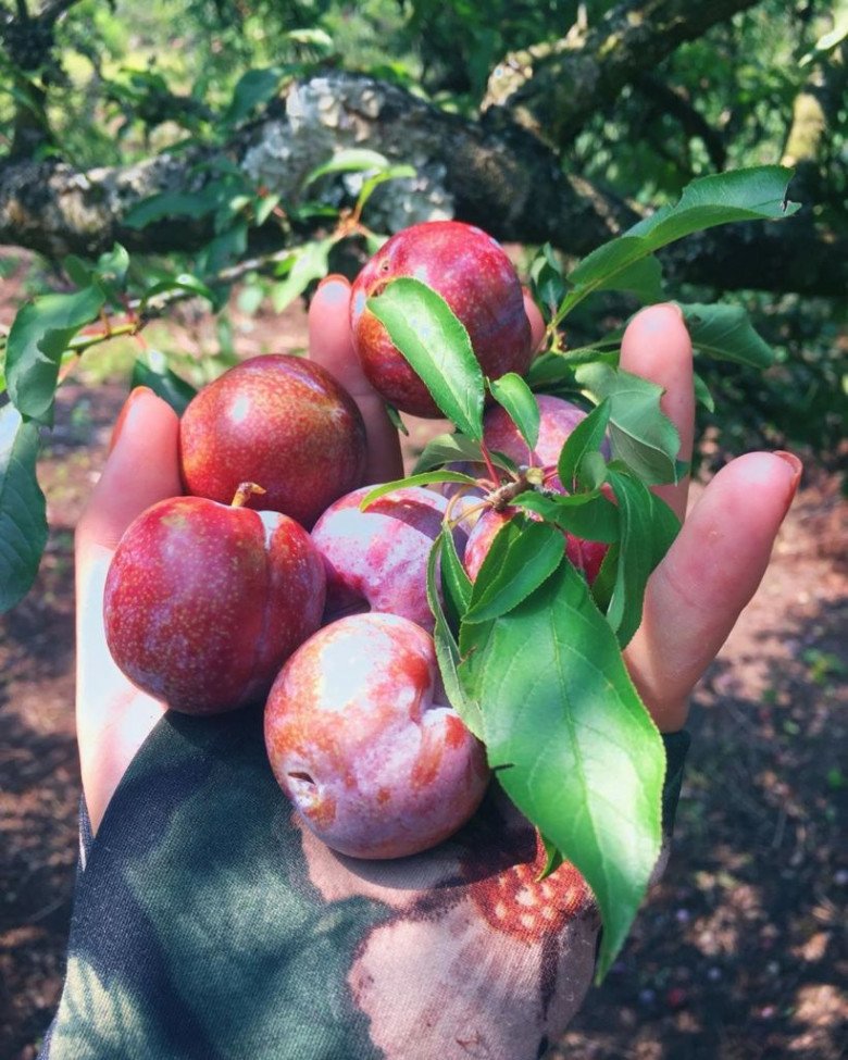 This season, when going to Moc Chau, there are fruits that are in full ripening season, beautiful photos without criticism - 8