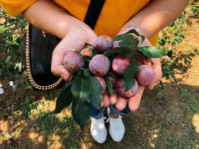 This season, when going to Moc Chau, there are fruits in full ripening season, beautiful photos without criticism - 3