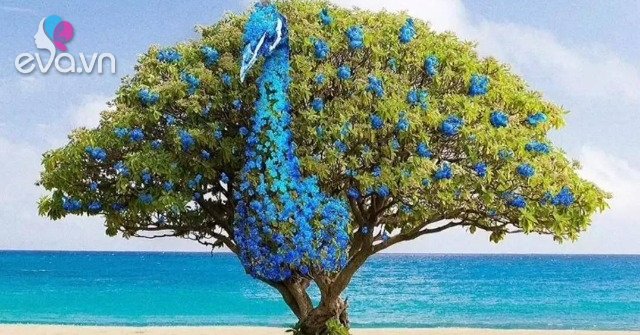 Do you see the first tree or peacock in the picture?