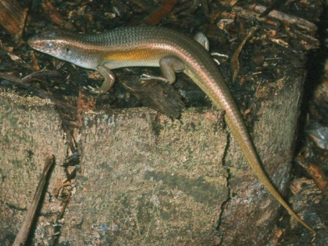 Khiếp hãi đặc sản nổi tiếng miền Tây, xưa cho không ai dám ăn, giờ người có điều kiện ưa chuộng, 280.000 đồng/kg