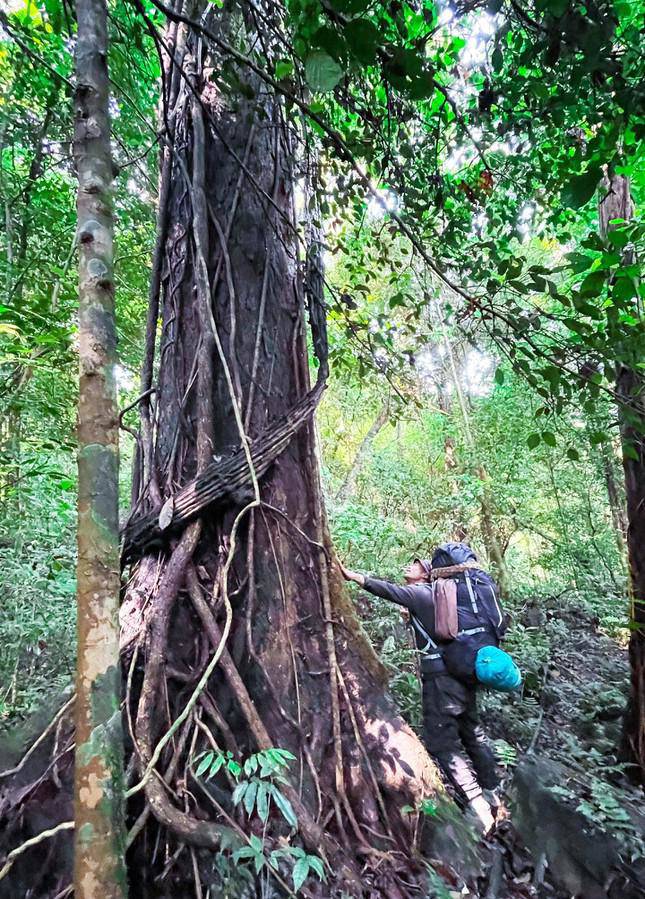 Di Linh Plateau is wild and beautiful, forgetting the way back to attract young people - 2