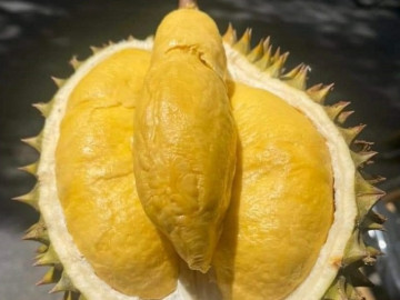 Sầu riêng rớt giá một nửa so với đầu vụ, Ri 6 chỉ còn từ 32 nghìn đồng/kg