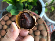 Bếp Eva - Gái đảm mách cách làm vải thiều phơi nắng cực ngon và đơn giản tại nhà không kém gì mang sấy